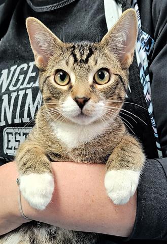 adoptable Cat in Canfield, OH named OPIE