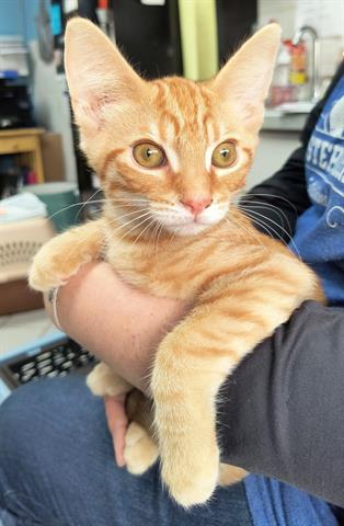 adoptable Cat in Canfield, OH named COOPER