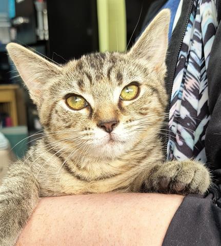 adoptable Cat in Canfield, OH named PENNY