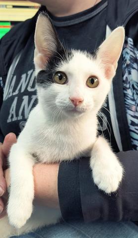 adoptable Cat in Canfield, OH named BISHOP