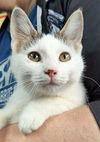 adoptable Cat in , OH named MASTER SHIFU