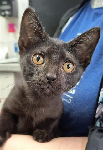 adoptable Cat in Canfield, OH named IRENE