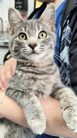 adoptable Cat in Canfield, OH named CHASE