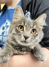 adoptable Cat in Canfield, OH named EARS