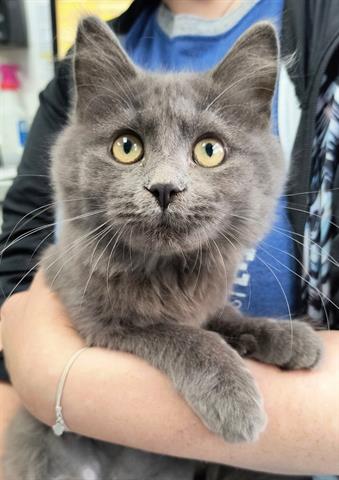 adoptable Cat in Canfield, OH named DIGGY