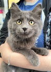 adoptable Cat in , OH named DIGGY