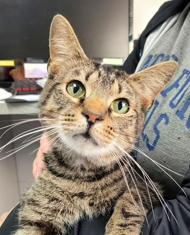 adoptable Cat in Canfield, OH named GRANT