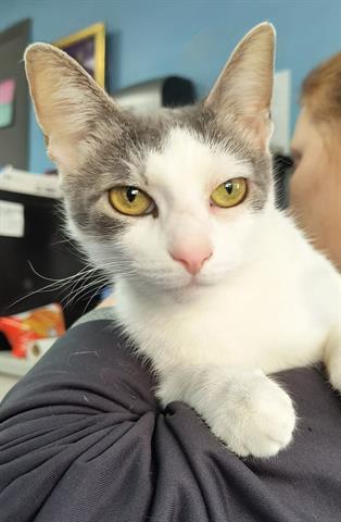 adoptable Cat in Canfield, OH named GLADYS