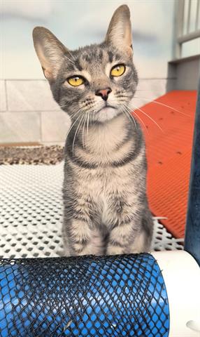 adoptable Cat in Canfield, OH named TARA