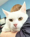 adoptable Cat in , OH named CRACKER