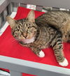 adoptable Cat in canfield, OH named MOUSE