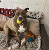 adoptable Dog in  named ROCKY