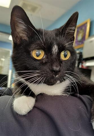 picture of the cat needing adoption