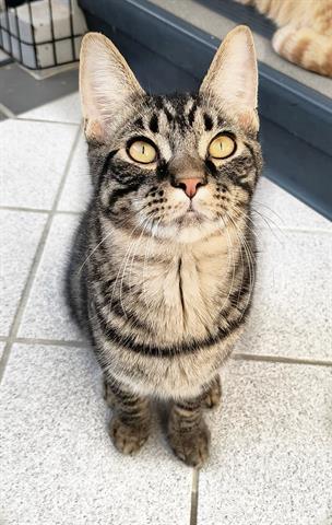 picture of the cat needing adoption