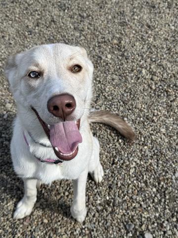 adoptable Dog in Canfield, OH named AURORA