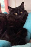 adoptable Cat in  named THERESA
