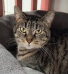 adoptable Cat in canfield, OH named FREEDOM