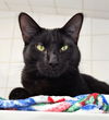 adoptable Cat in canfield, OH named MAURICE