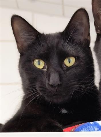 picture of the cat needing adoption