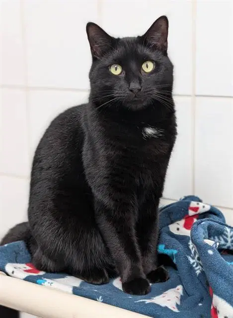 Berry - Domestic Short Hair