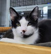 adoptable Cat in canfield, OH named VIOLET