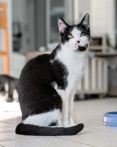 Violet - Domestic Short Hair