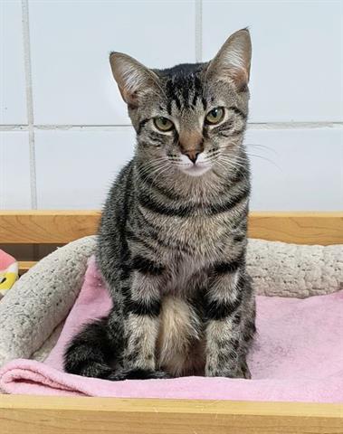 picture of the cat needing adoption