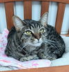 adoptable Cat in canfield, OH named TILLY