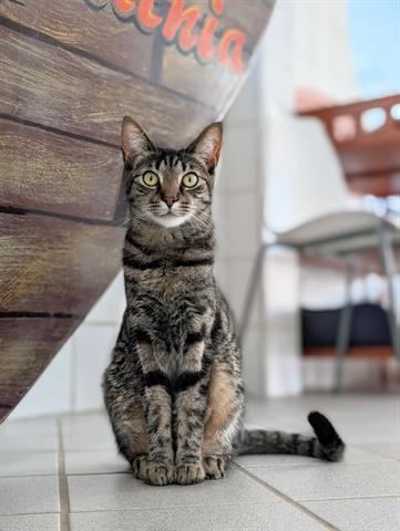 TILLY Image