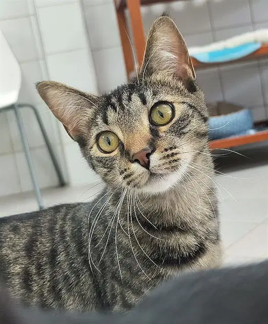 Tilly - Domestic Short Hair
