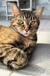 adoptable Cat in canfield, OH named GABBY