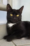 adoptable Cat in canfield, OH named MICHELLE