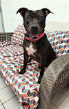 adoptable Dog in canfield, OH named LAYLA