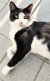 adoptable Cat in canfield, OH named HARRY