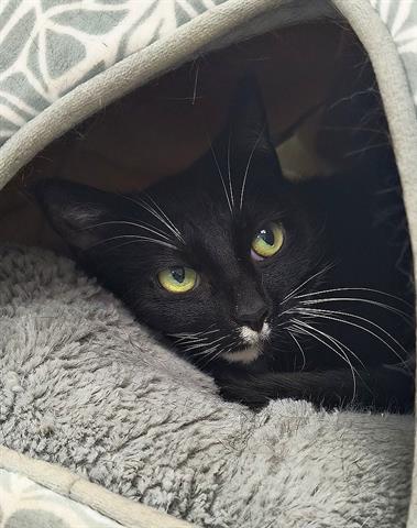picture of the cat needing adoption