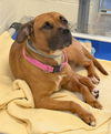 adoptable Dog in canfield, OH named SCARLETT