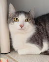adoptable Cat in Canfield, OH named BRUCE