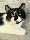 adoptable Cat in canfield, OH named MACY