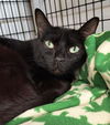 adoptable Cat in canfield, OH named PEARL