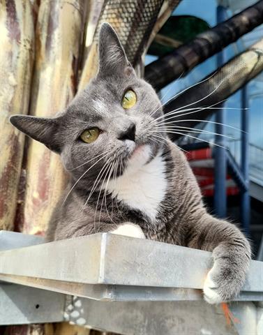 adoptable Cat in Canfield, OH named LINDSAY