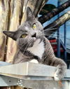 adoptable Cat in canfield, OH named LINDSAY