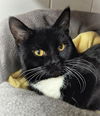 adoptable Cat in canfield, OH named PATRICK