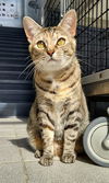 adoptable Cat in canfield, OH named MALLORY