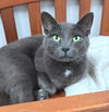 adoptable Cat in canfield, OH named MATILDA