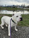 adoptable Dog in  named CAPONE