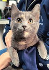 adoptable Cat in canfield, OH named TULIP