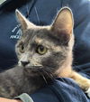 adoptable Cat in canfield, OH named LILAC