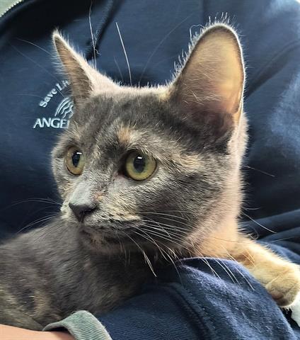 picture of the cat needing adoption