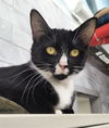 adoptable Cat in canfield, OH named PRECIOUS