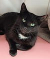 adoptable Cat in canfield, OH named SAVANNAH
